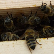 Fishers Farm bees